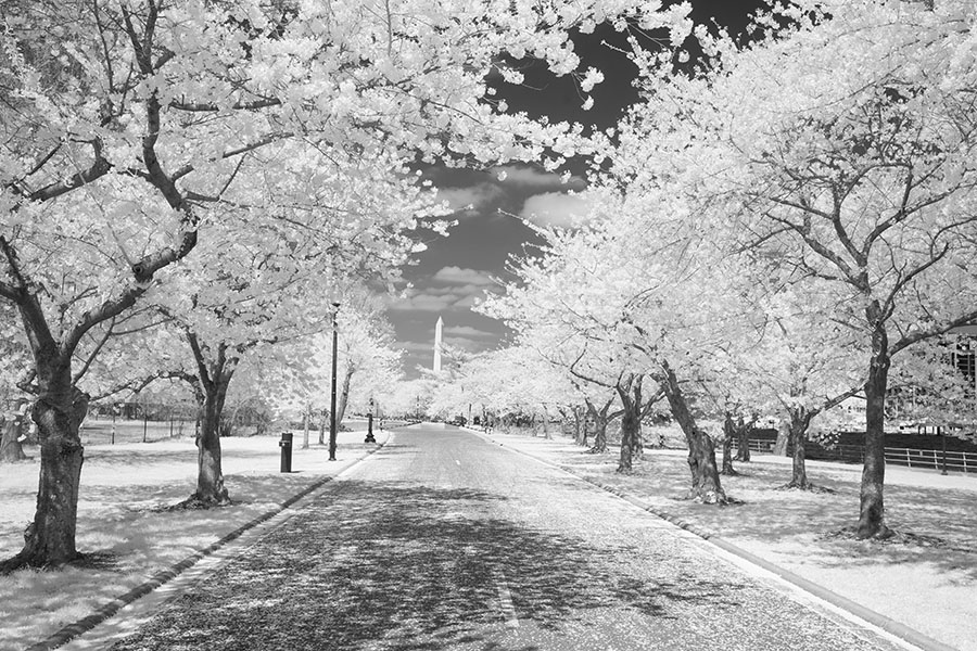 Infrared Photo of Road with Blooming Cherry Trees and the Washington Monument in the Distance.